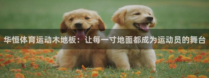 风速体育官网